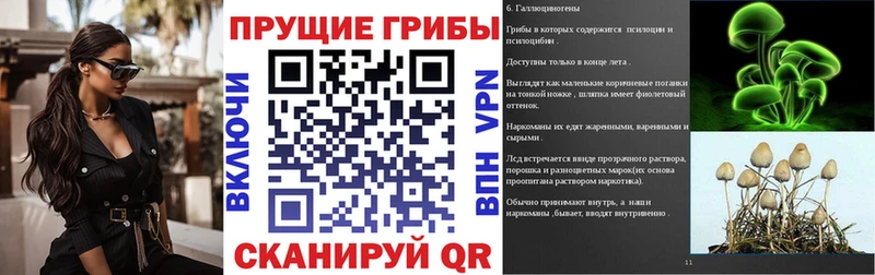 где продают   Кукмор  мега зеркало  Псилоцибиновые грибы Psilocybe 